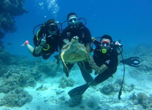 Orange Bay Island with Diving